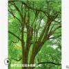 低价大量供应香樟绿化苗木花木农户自家花场直销型宠物及园艺园林