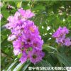 低价供应绿化苗木大叶紫薇花木农户自家花场直销宠物及园艺园林