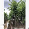 低价供应绿化苗木紫荆花木农户自家花场直销宠物及园艺园林