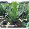 低价供应绿化苗木红刺露兜花木农户自家花场直销宠物及园艺园林