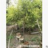 低价大量供应黄金香柳绿化苗木农户自家花场直销宠物及园艺园林