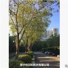供应菩提榕/绿化树木/45到55公分/农户自家花场种植直销园艺园林