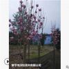 低价供应绿化苗木紫玉兰花木农户自家花场直销宠物及园艺园林
