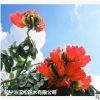 低价大量供应火焰木绿化苗木花木农户自家花场直销型宠物及园艺林