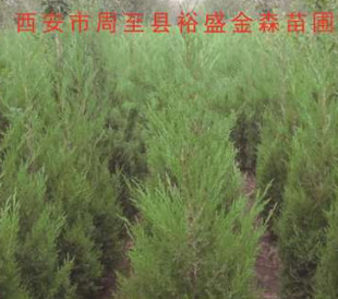 塔柏苗圃现挖 陵园坟地种植塔柏/桧柏/侧柏批发 陕西塔柏基地直销