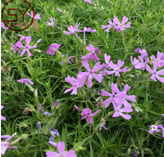 芝樱 宿根花卉 哪里有芝樱 丛生紫福禄考 针叶福禄考