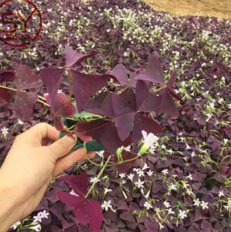 醡浆草 宿根花卉 地被植物 红叶醡浆草 基地花海批发