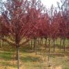 基地批发供应多种规格红叶李 树形优美 庭荫树 高质量红叶李