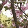 基地现货供应多种规格樱花树 花色艳丽 价格合理 高质量樱花树