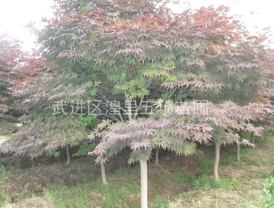 常州地区供应红枫