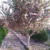 直径12公分高杆樱花树 开白花的日本早樱 晚樱 各种规格樱花
