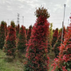 大量低价供应绿化苗木红车自家苗场种植销售宠物及园艺园林