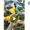 低价供应园林批发各种绿化苗木亮叶朱蕉宠物园艺盆景疯狂促销爆款