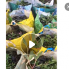 低价供应园林批发各种绿化苗木假连翘宠物园艺盆景疯狂促销爆款