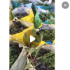 低价供应园林批发各种绿化苗木毛杜鹃宠物园艺盆景疯狂促销爆款