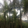 基地直销大王椰子 精品园林绿化行道树 风景树