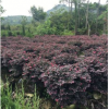 基地直销红花继木 大量批发园林绿化红花继木苗 红继木小苗