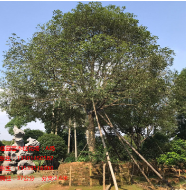 出售金桂 八月桂 丹桂 成品树 园林 原装树 大量桂花树