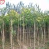 供应 刺槐树苗 刺槐小苗 白花槐树苗 绿化乔木