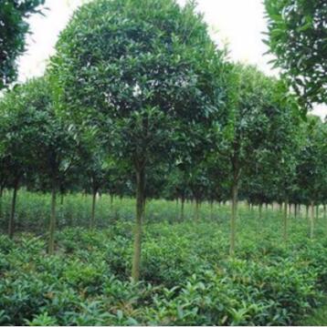 供应批发桂花树 丹桂状元红花卉景观庭院绿化品