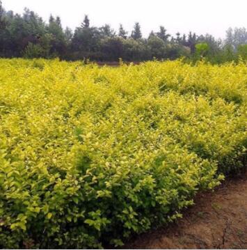 金叶女贞苗批发 金叶女贞球 花卉苗木 金叶女贞小苗工程行道花苗