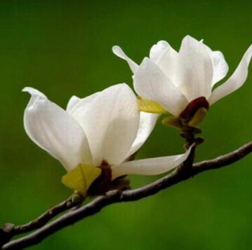 行道树 花卉苗木 优质玉兰苗 白玉兰小苗批发