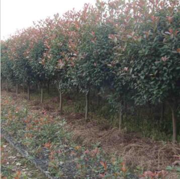 大量供应各种苗木 种苗 种子 基地直销 优质 红叶石楠苗 石楠球