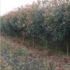 大量供应各种苗木 种苗 种子 基地直销 优质 红叶石楠苗 石楠球