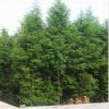 基地直销水杉行道树 水杉树风景树庭荫树防护树 现挖现货