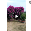 三角梅盆栽 三角梅盆景 福建三角梅 云南三角梅 多色三角梅