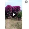 紫色三角梅盆景 紫色三角梅价格产地 造型紫色三角梅