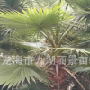 广东华棕基地 福建老人葵批发 漳州华盛棕榈