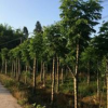 红花栾树 南栾