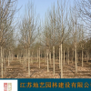 江苏玉兰价格 紫玉兰价格 黄玉兰价格 江苏地艺园林苗圃