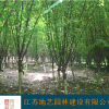 供应榆叶梅 江苏榆叶梅价格产地 江苏地艺园林苗圃基地