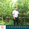 地艺苗圃大量供应西府海棠 西府海棠基地 江苏西府海棠价格