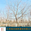 乌桕 地艺苗圃大量供应乌桕 江苏乌桕价格