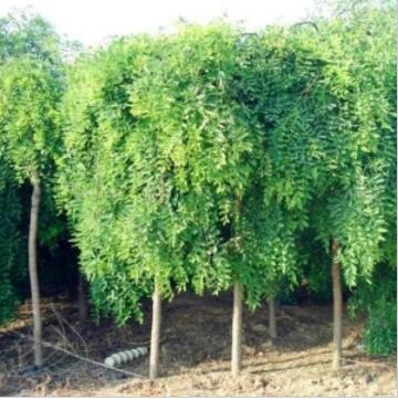 绿化小苗 国槐小苗 国槐树苗 工程国槐苗 行道植物 量大从优