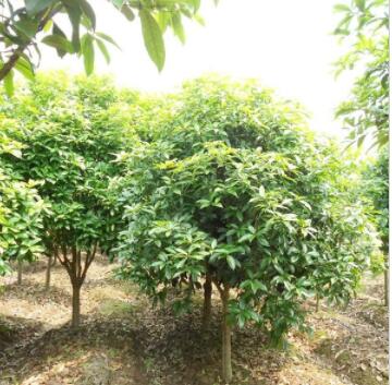 园林苗木 桂花树批发 冠幅紧密 原生绿植物 现卖现挖