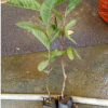 福建芒果树苗 漳州芒果树苗价格 广州菠萝蜜苗 广东水果树苗