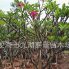 福建鸡蛋花树基地 广东鸡蛋花树批发 漳州鸡蛋花价格