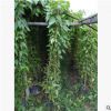 炮杖花基地 福建炮杖花价格 漳州炮仗花苗 广东炮仗花