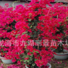 福建三角梅基地 漳州同安红三角梅批发