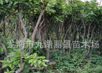 福建芒果树基地 漳州芒果树批发