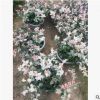 沐春花卉--花叶络石 彩叶络石 地被墙体绿化小盆栽 爬藤植物160#
