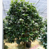 沐春花卉-供应1.6-2米高盆栽茶花，大规格茶花4-5公cm五色赤丹