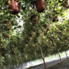 沐春花卉--批发供应花叶常春藤吊兰盆栽 230杯50公分超长藤蔓A货