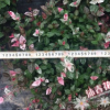 沐春花卉--花叶络石 彩叶络石 地被墙体绿化小盆栽 爬藤植物40冠