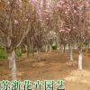 樱花树苗批发当年开花大樱桃树苗盆栽嫁接樱花苗日本樱花盆景绿化