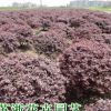 红花继木球 30-200公分都有 精品球 土球好 冠幅好 庭院 绿化工程
